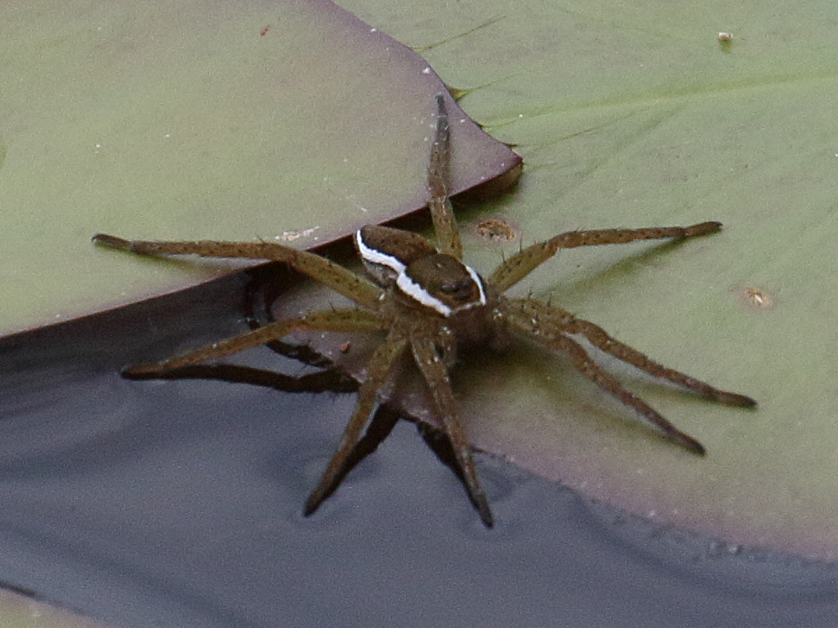dolomedes_fimbriatus4bd