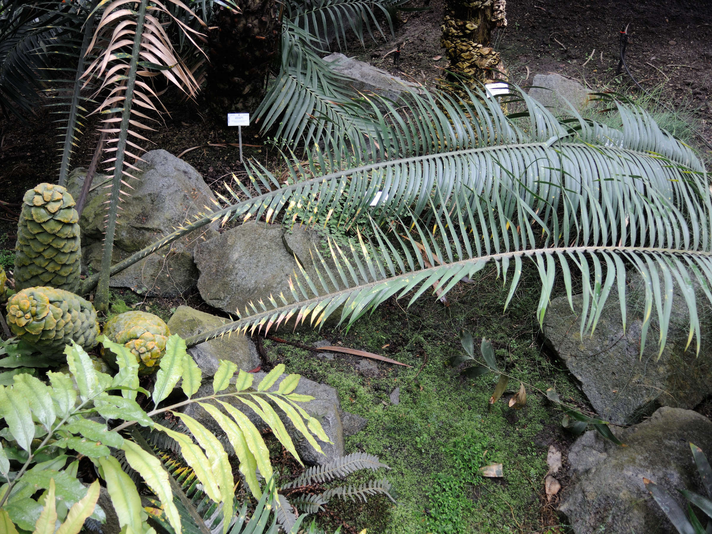 encephalartos_villosus1md