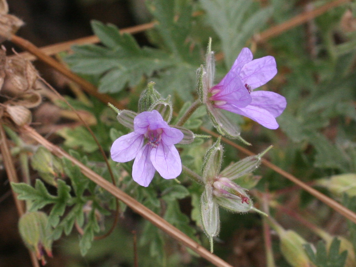 erodium_ciconium2md