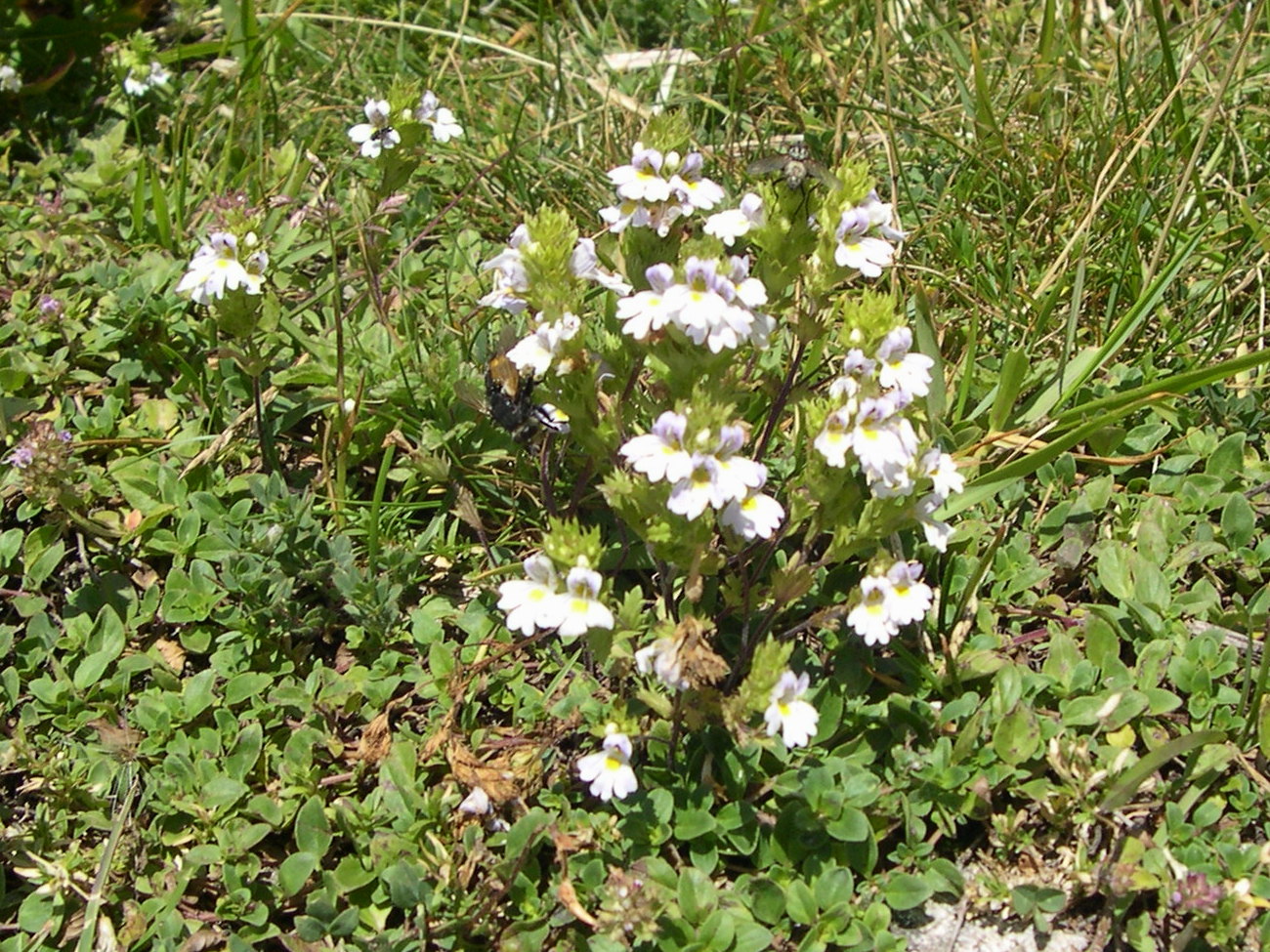 Afficher le média Euphrasia_officinalis rostkoviana Euphrasia_officinalis rostkoviana