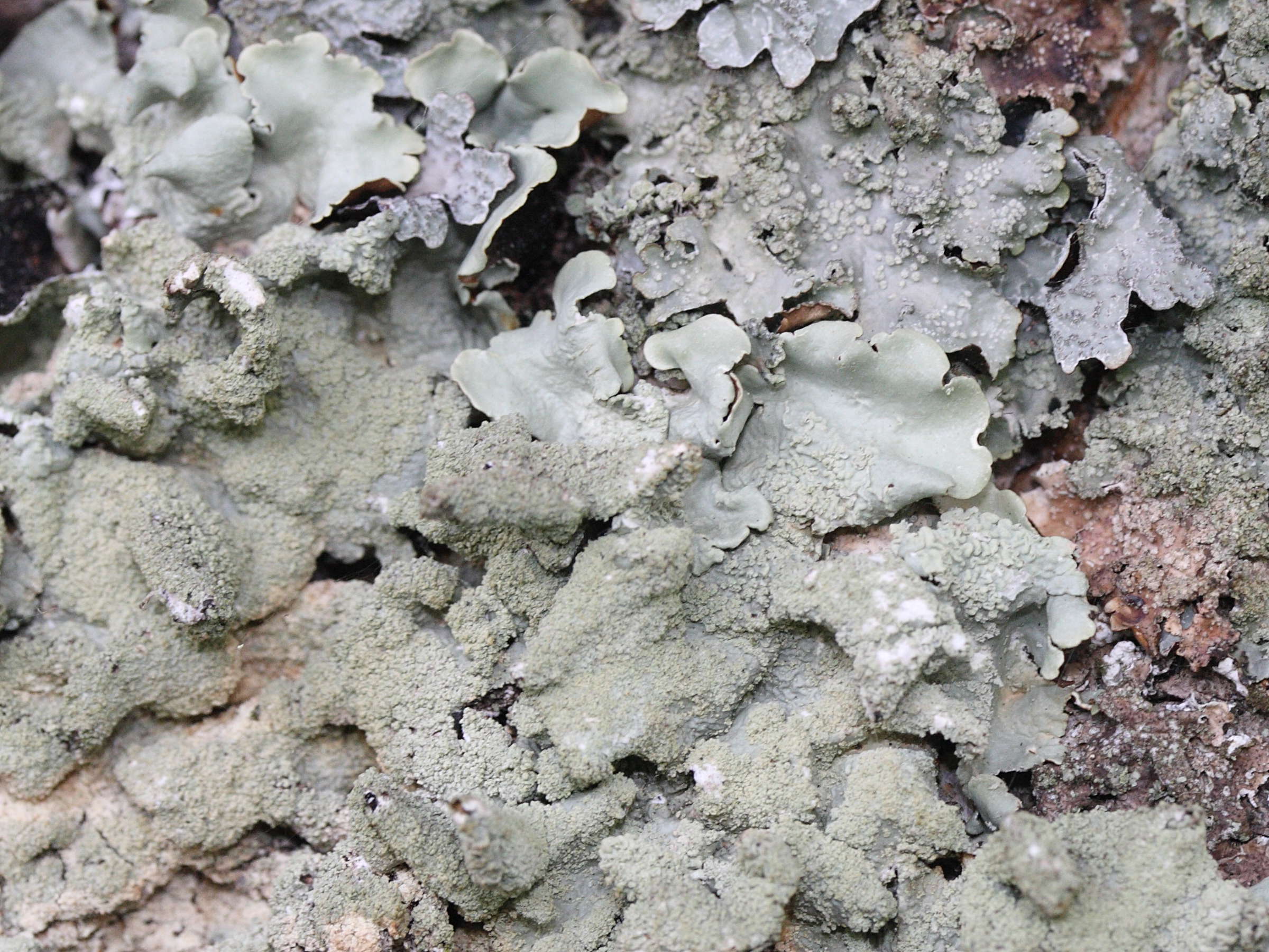 Flavoparmelia_caperata