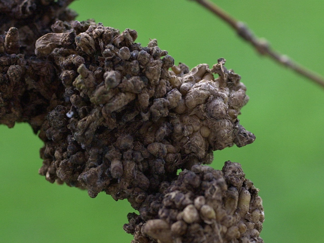 forsythia_viridissima6md