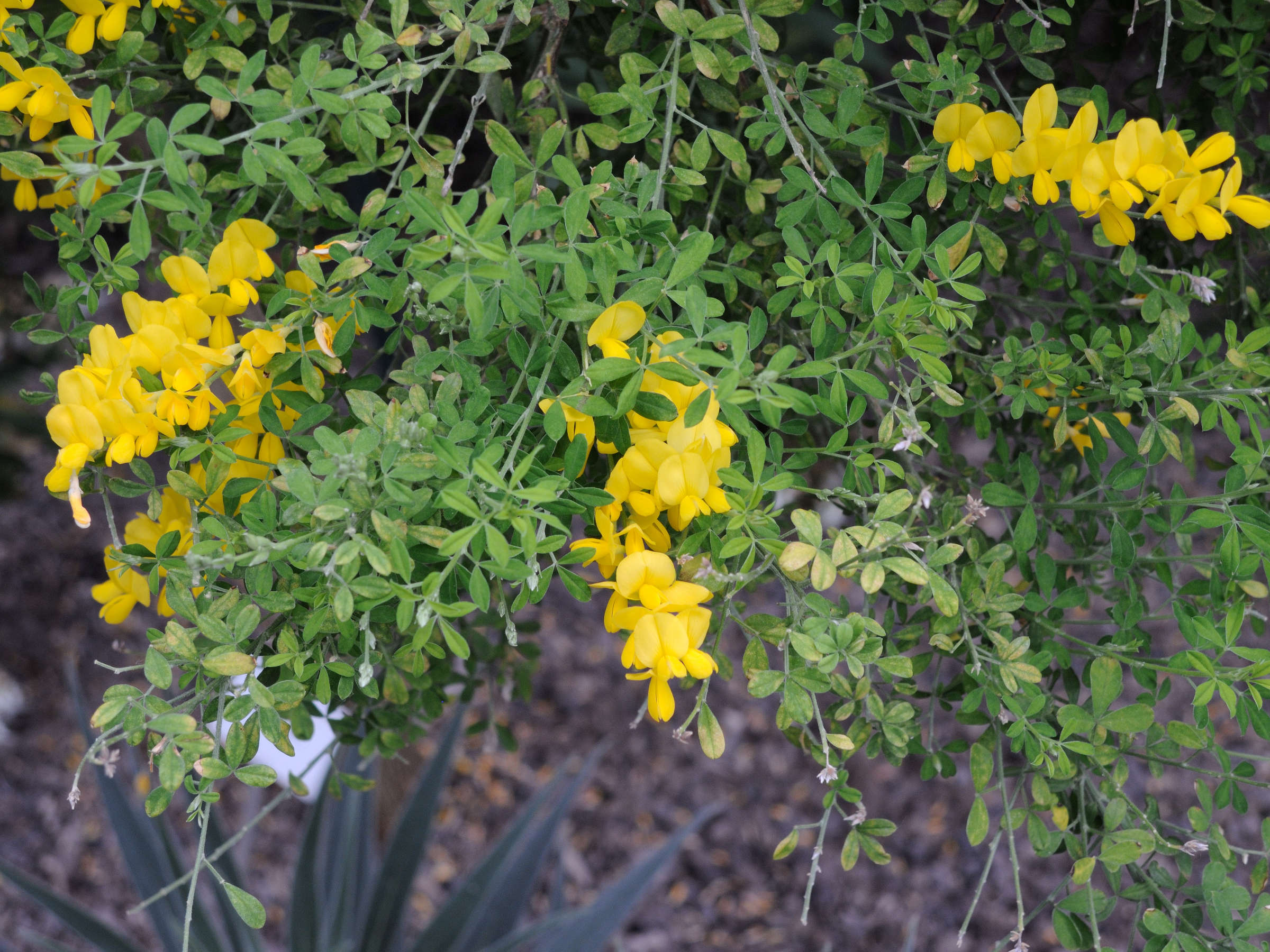 genista_canariensis1md