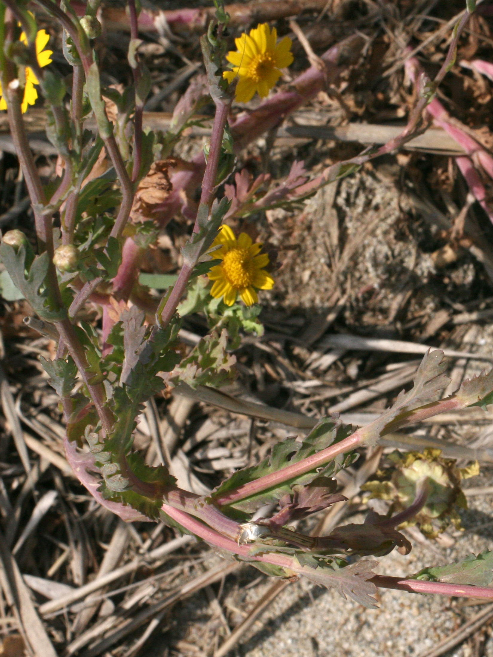 Afficher le média glebionis_segetum2md glebionis_segetum2md