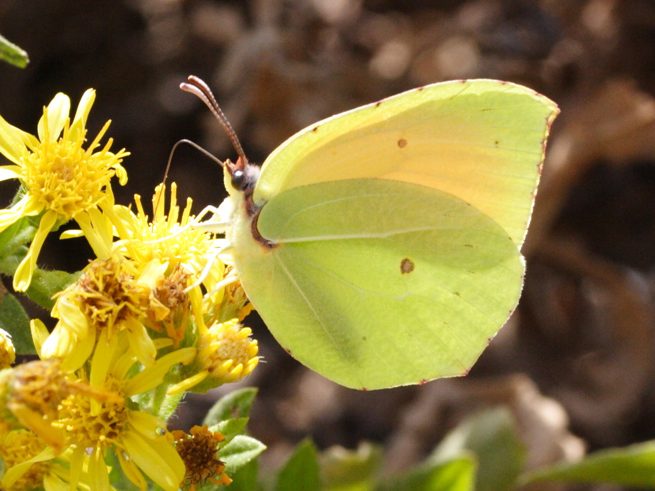 gonepteryx_cleopatra3md