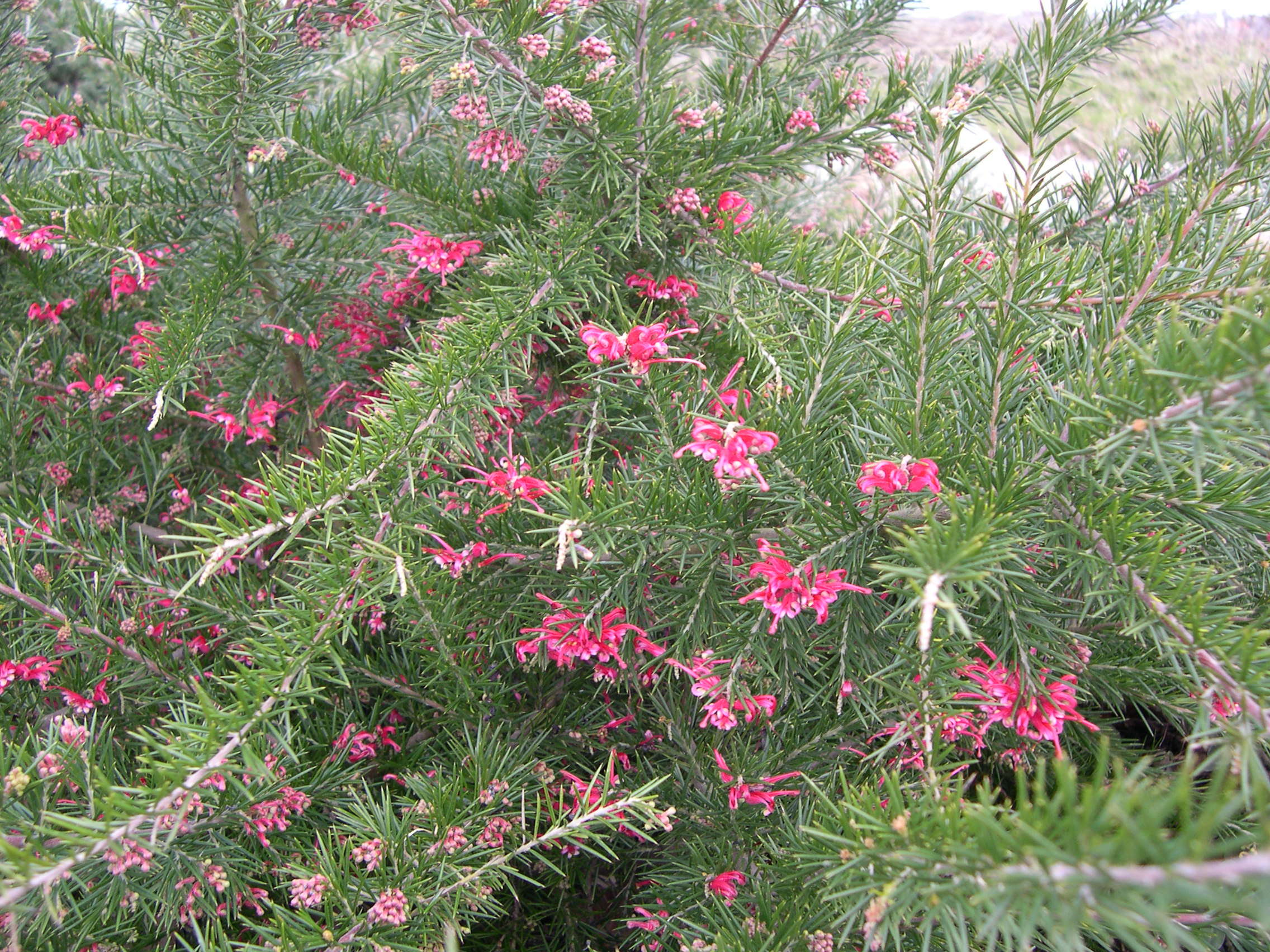 grevillea_rosmarinifolia1md