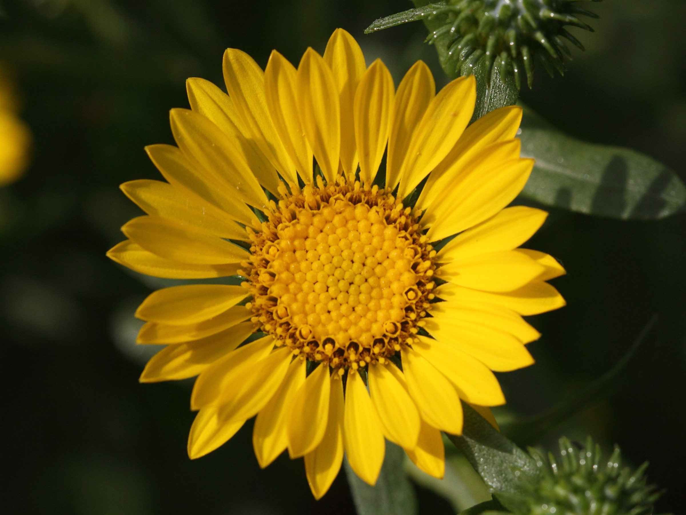 grindelia_robusta2md