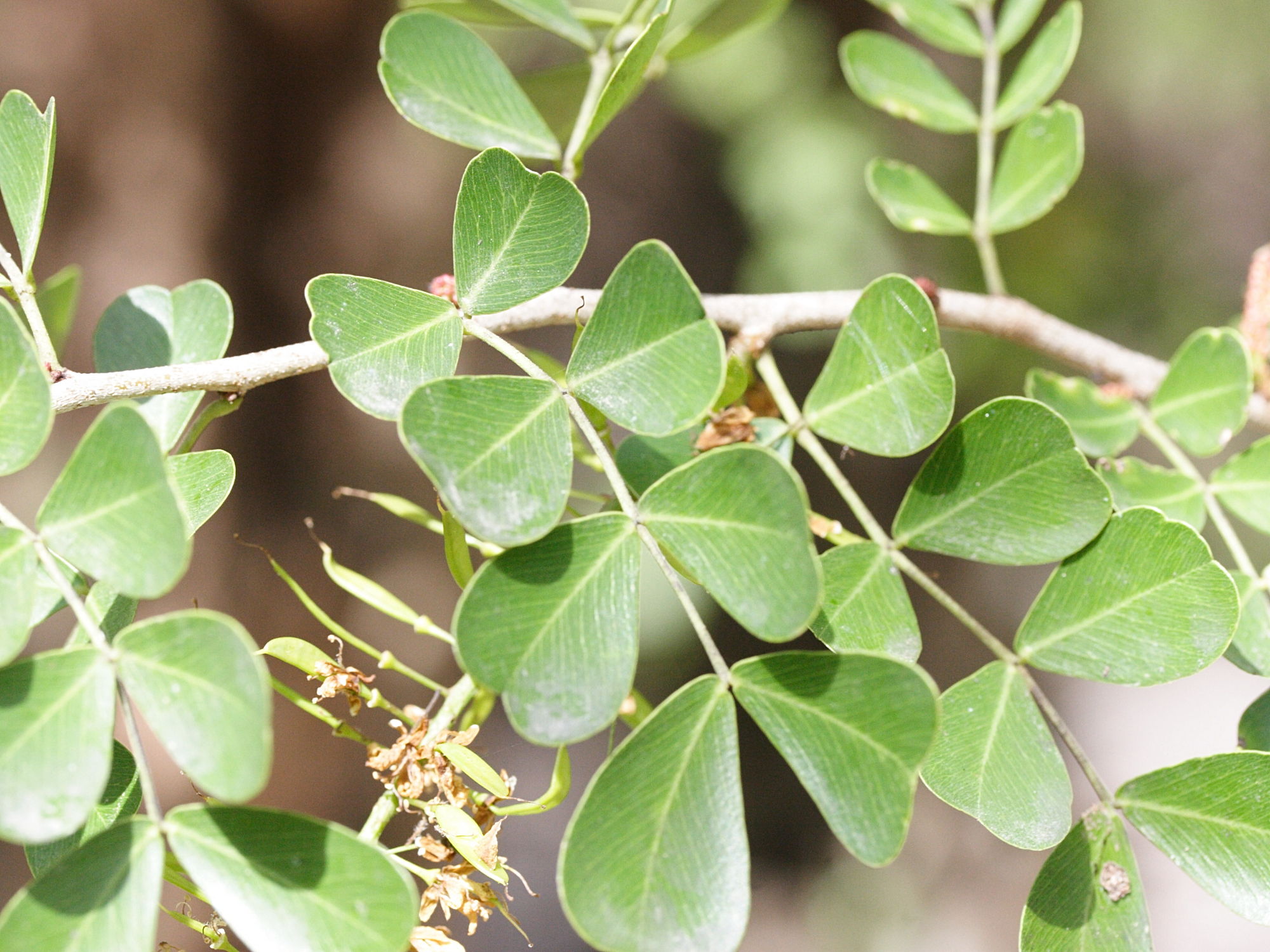 haematoxylon_campechianum3md