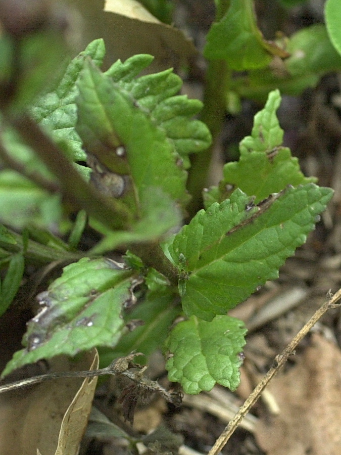 helianthemum_guttatum3md