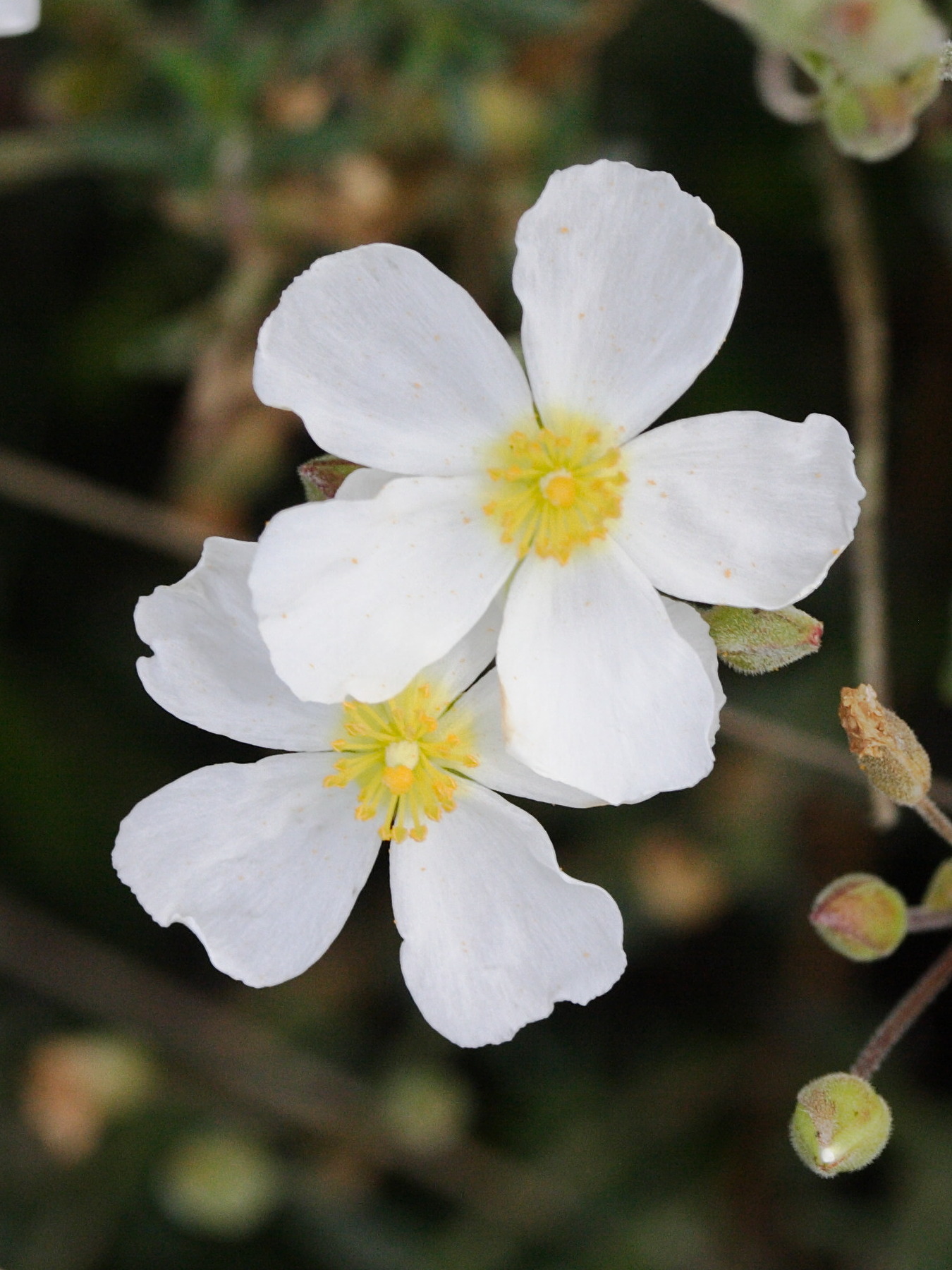 helianthemum_umbellatum2md