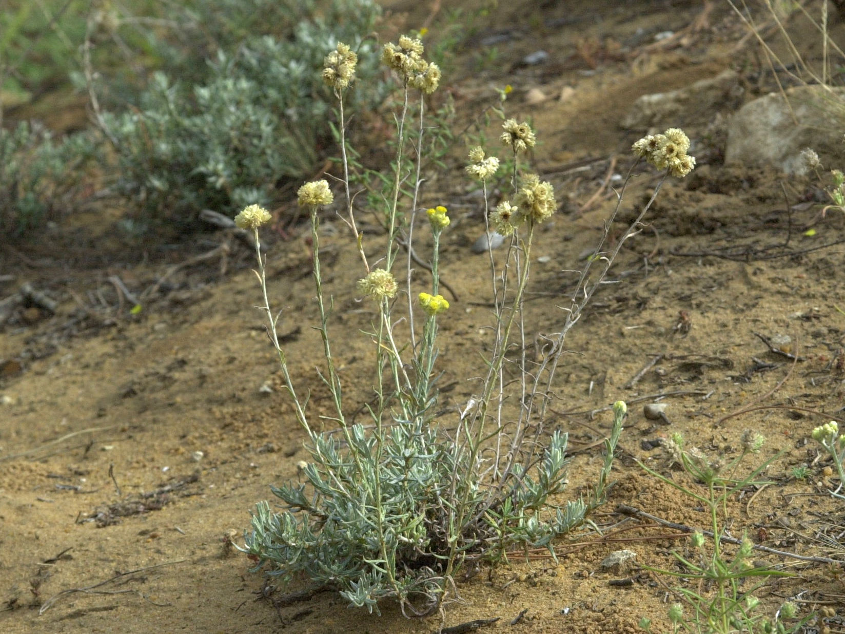 helichrysum_stoechas1md