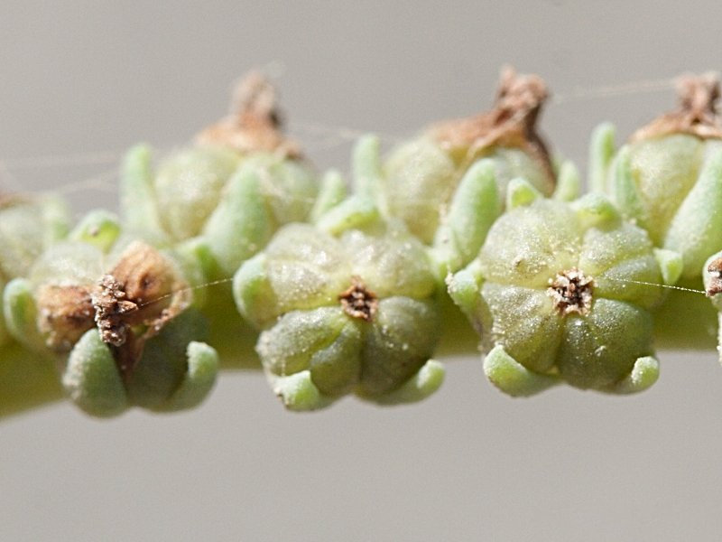 heliotropium_curassavicum5md