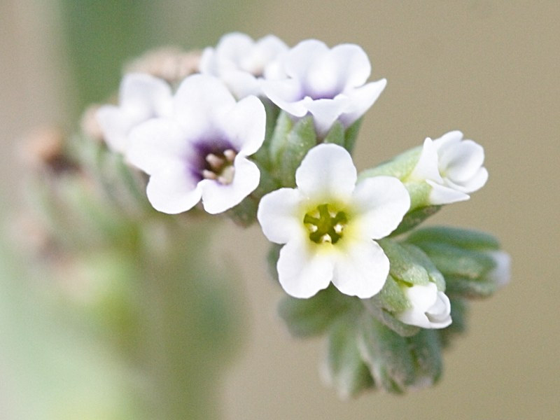 heliotropium_curassavicum6md