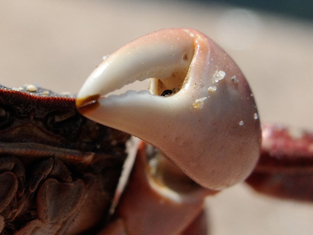 hemigrapsus_sanguineus5md