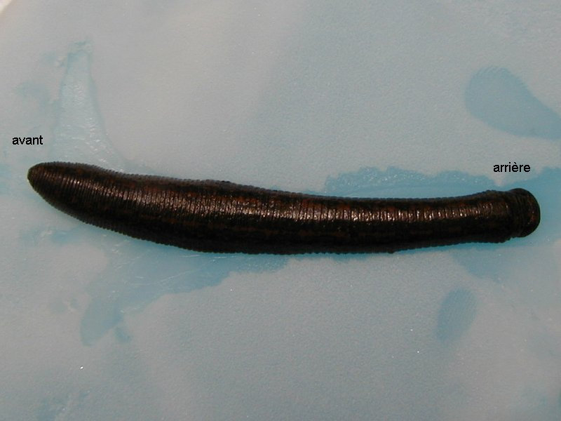 hirudo_medicinalis1fcr