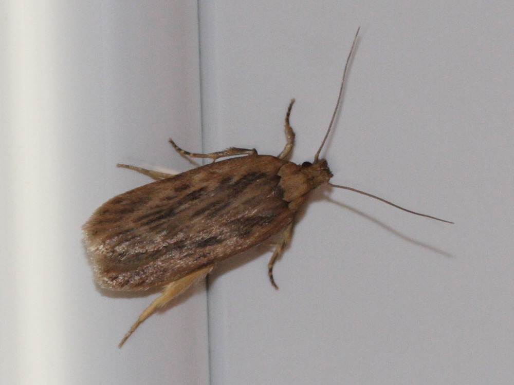 Afficher le média Hofmannophila_pseudospretella Hofmannophila_pseudospretella