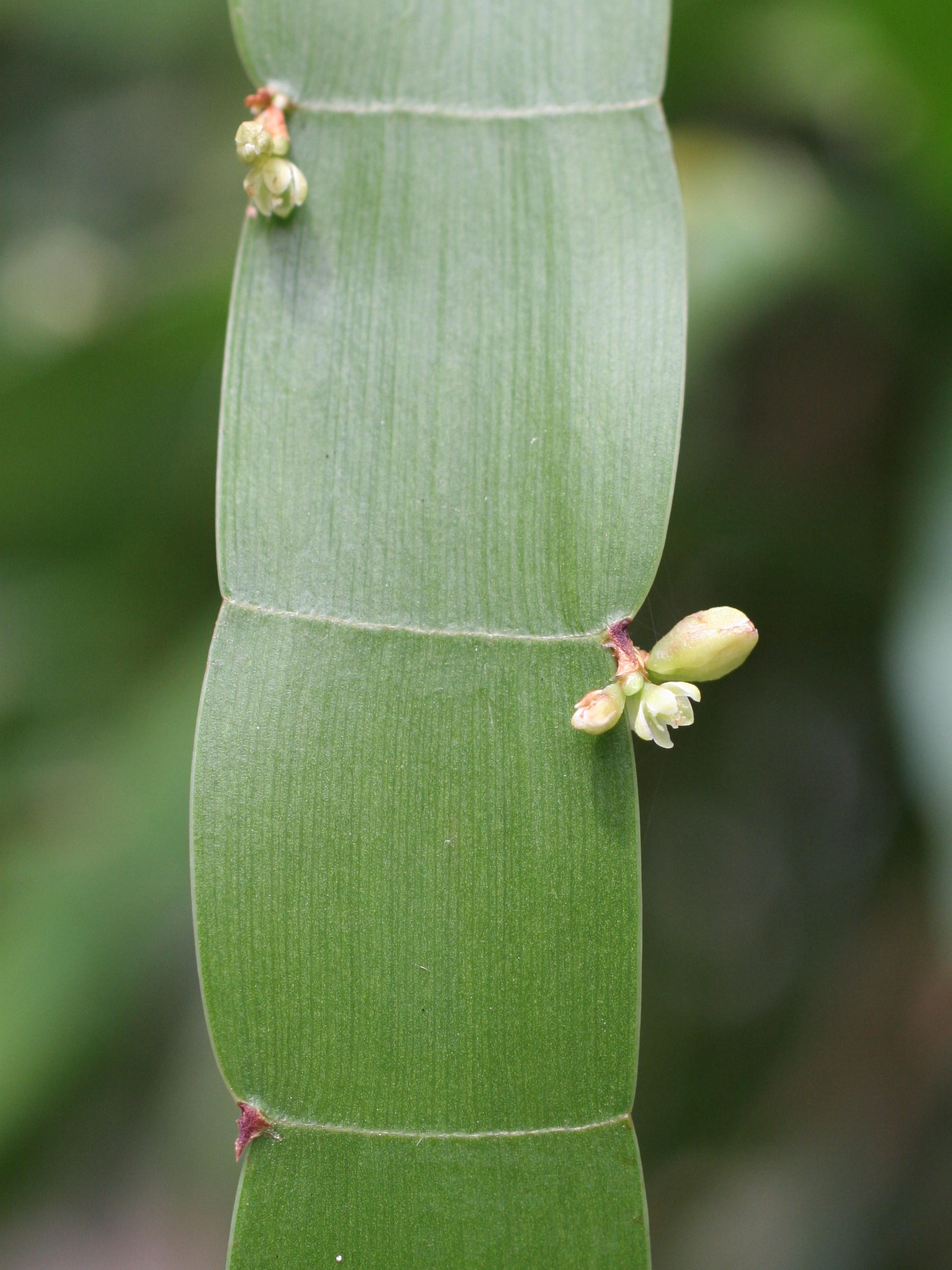 Homalocladium_platycladum