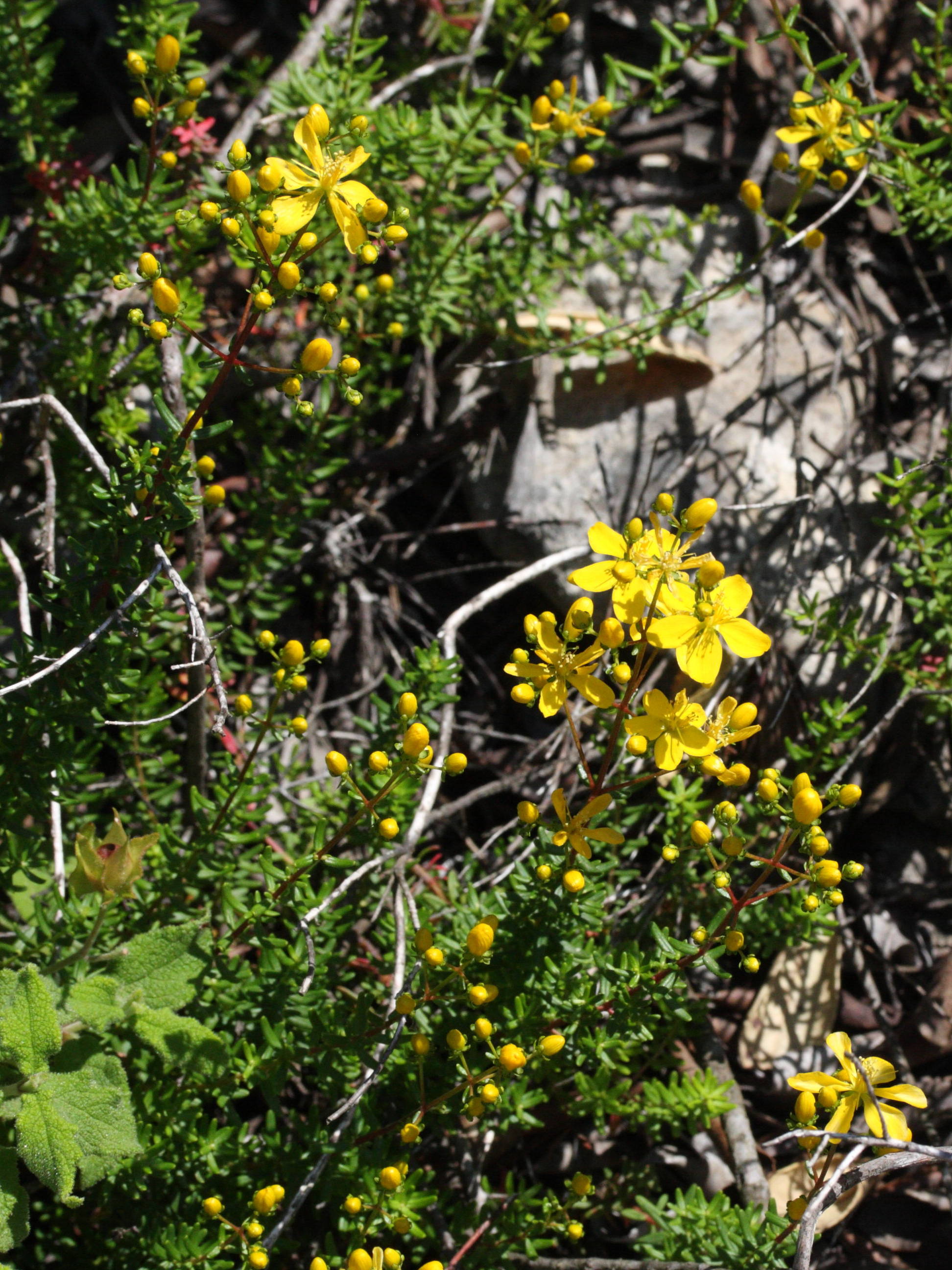 Afficher le média hypericum_empetrifolium2md hypericum_empetrifolium2md