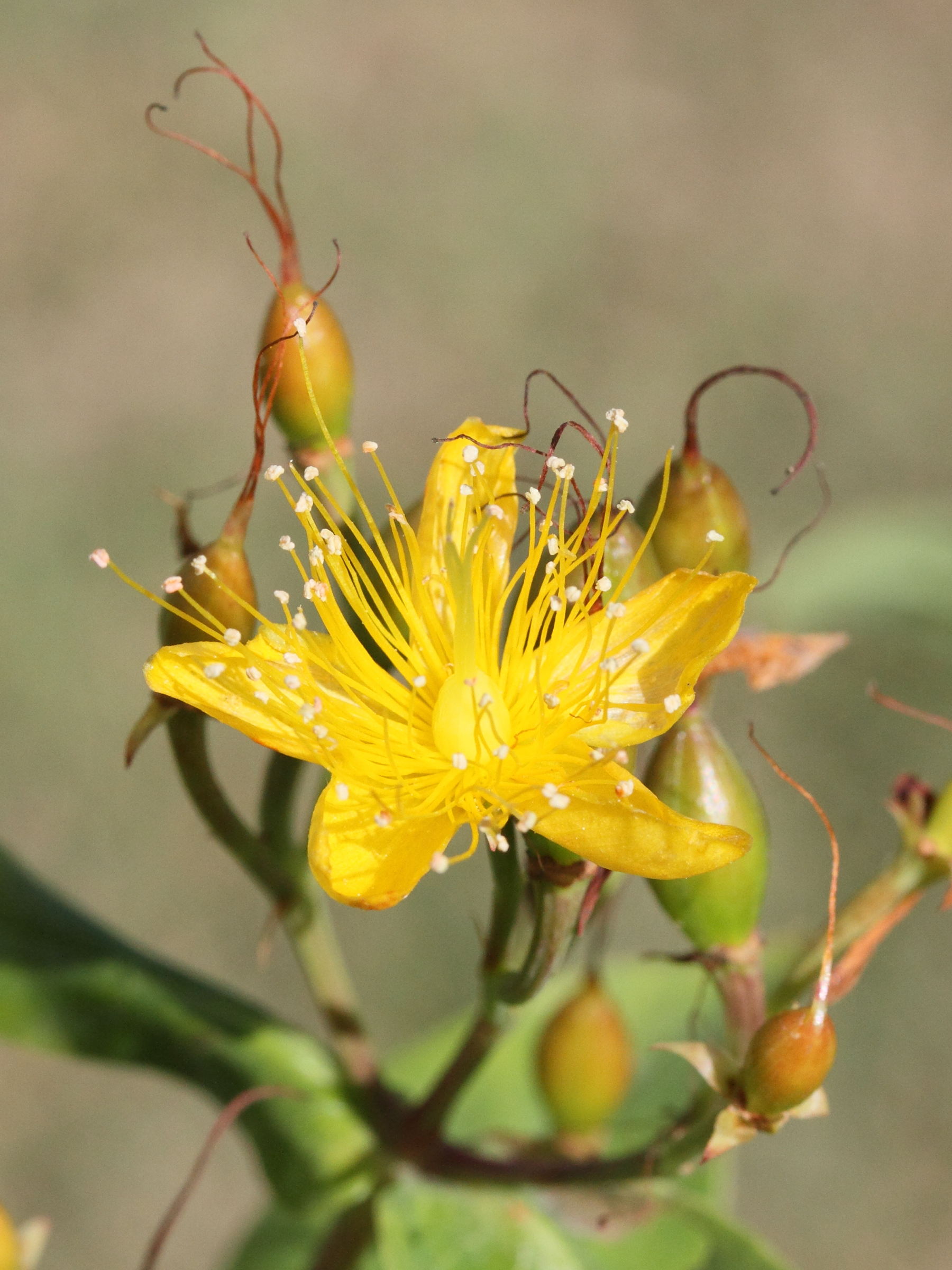 Afficher le média hypericum_hircinum5md hypericum_hircinum5md