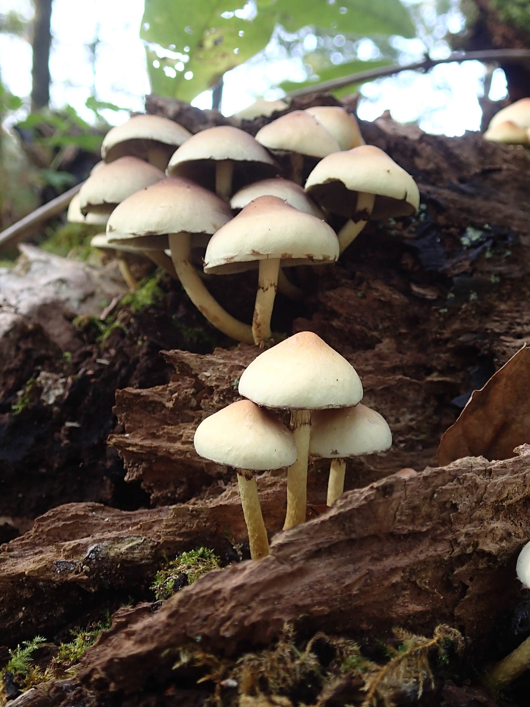 Afficher le média hypholoma_fasciculare6md hypholoma_fasciculare6md