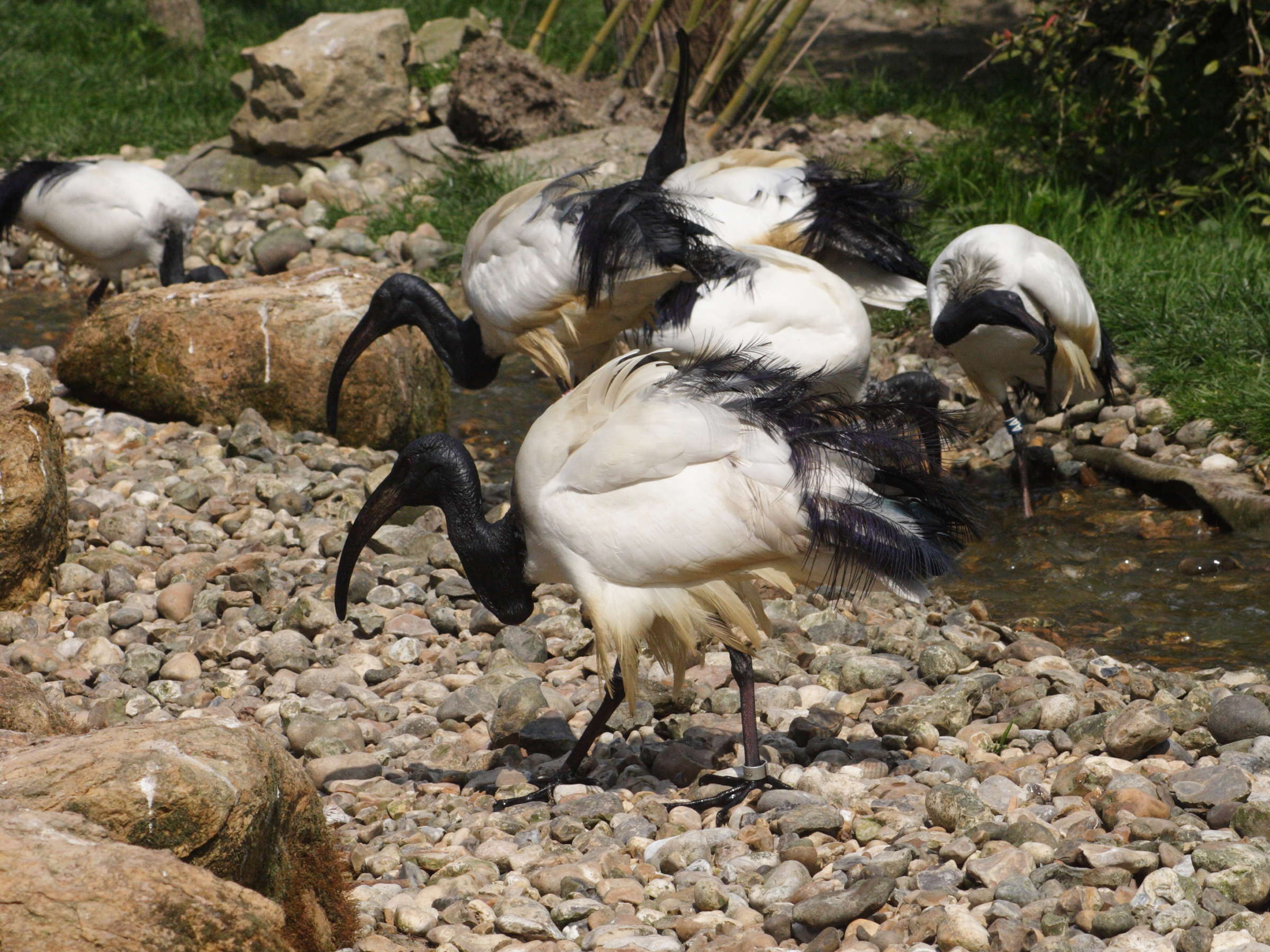ibis_sacre_-_threskiornis_aethiopicus1md