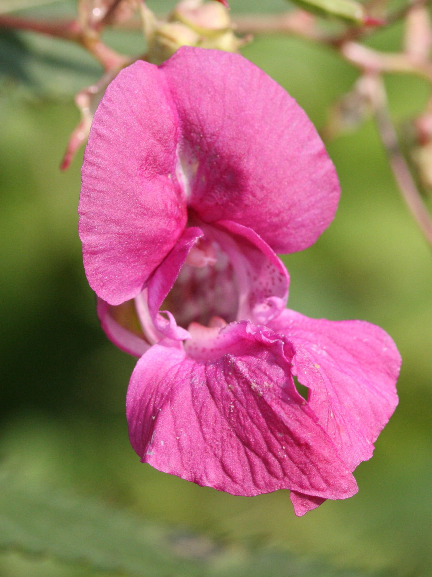 Afficher le média impatiens_glandulifera6md impatiens_glandulifera6md