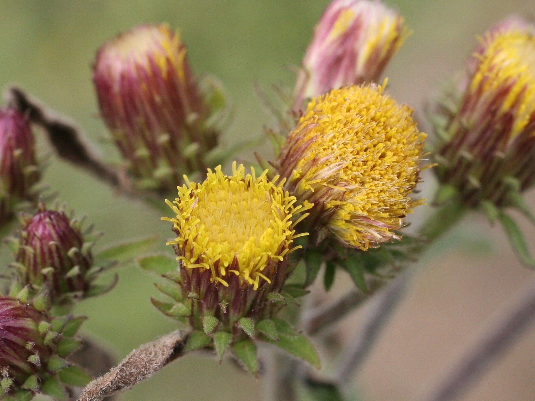 Afficher le média inula_conyza6md inula_conyza6md