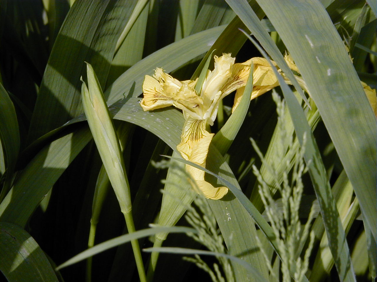 iris_pseudacorus3amd