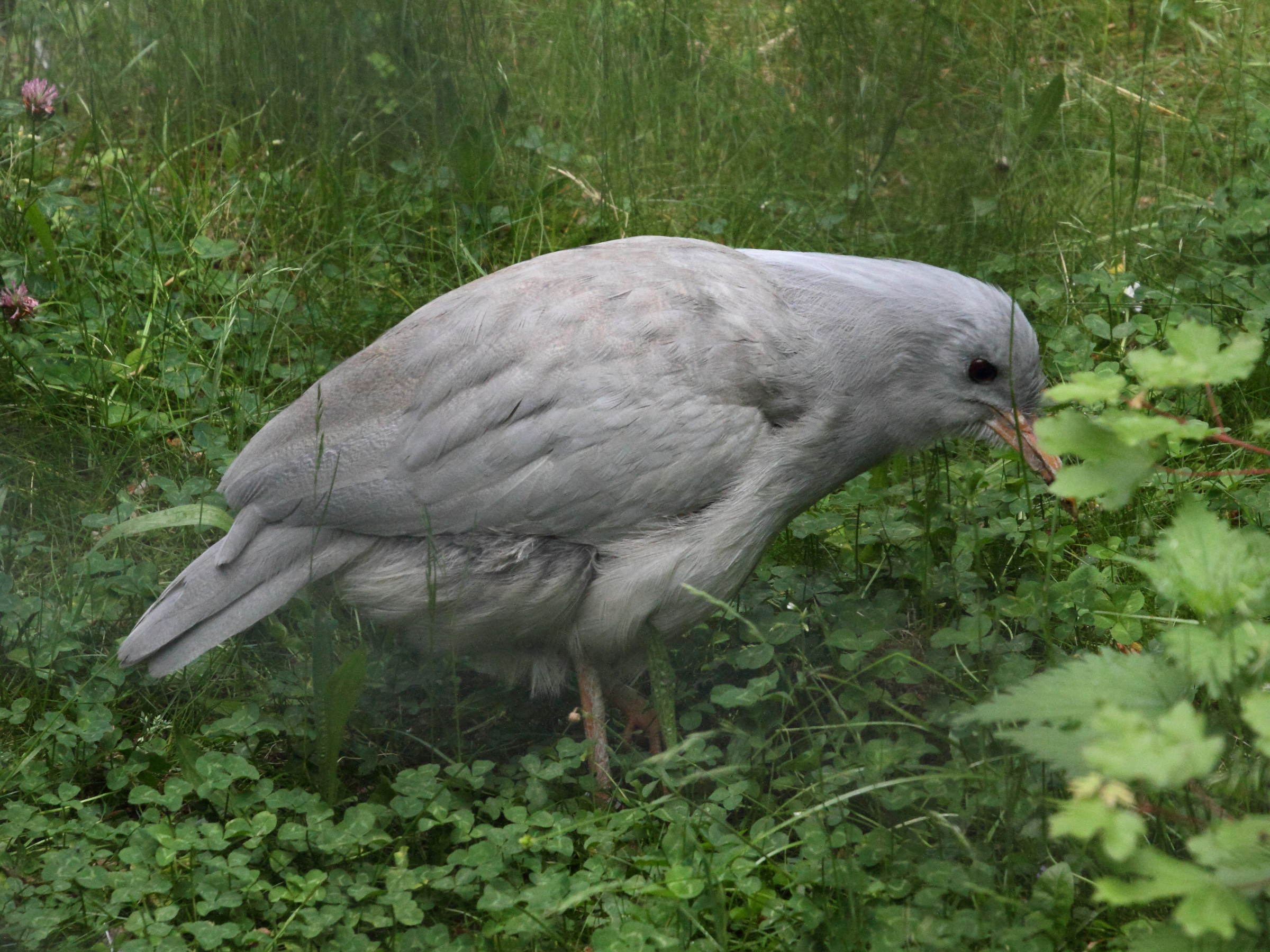 kagou_huppe_-_rhynochetos_jubatus1md