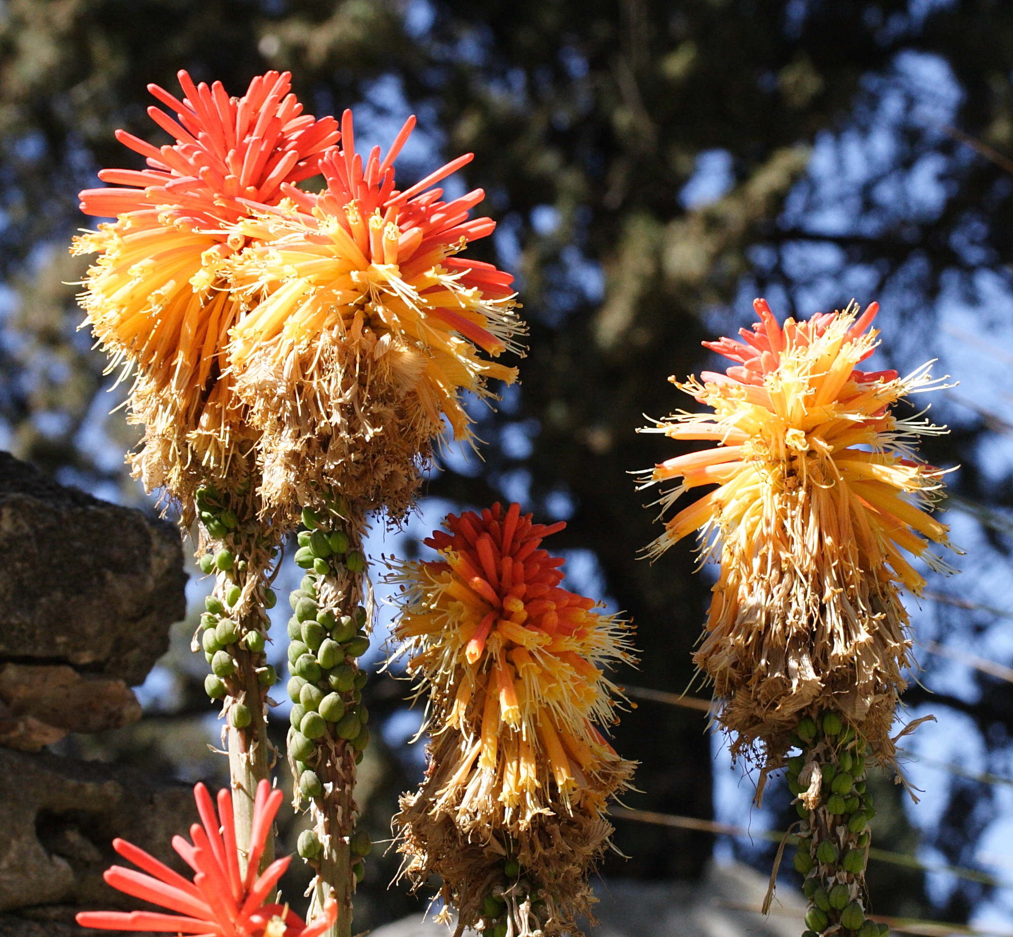 kniphofia_rooperi2md