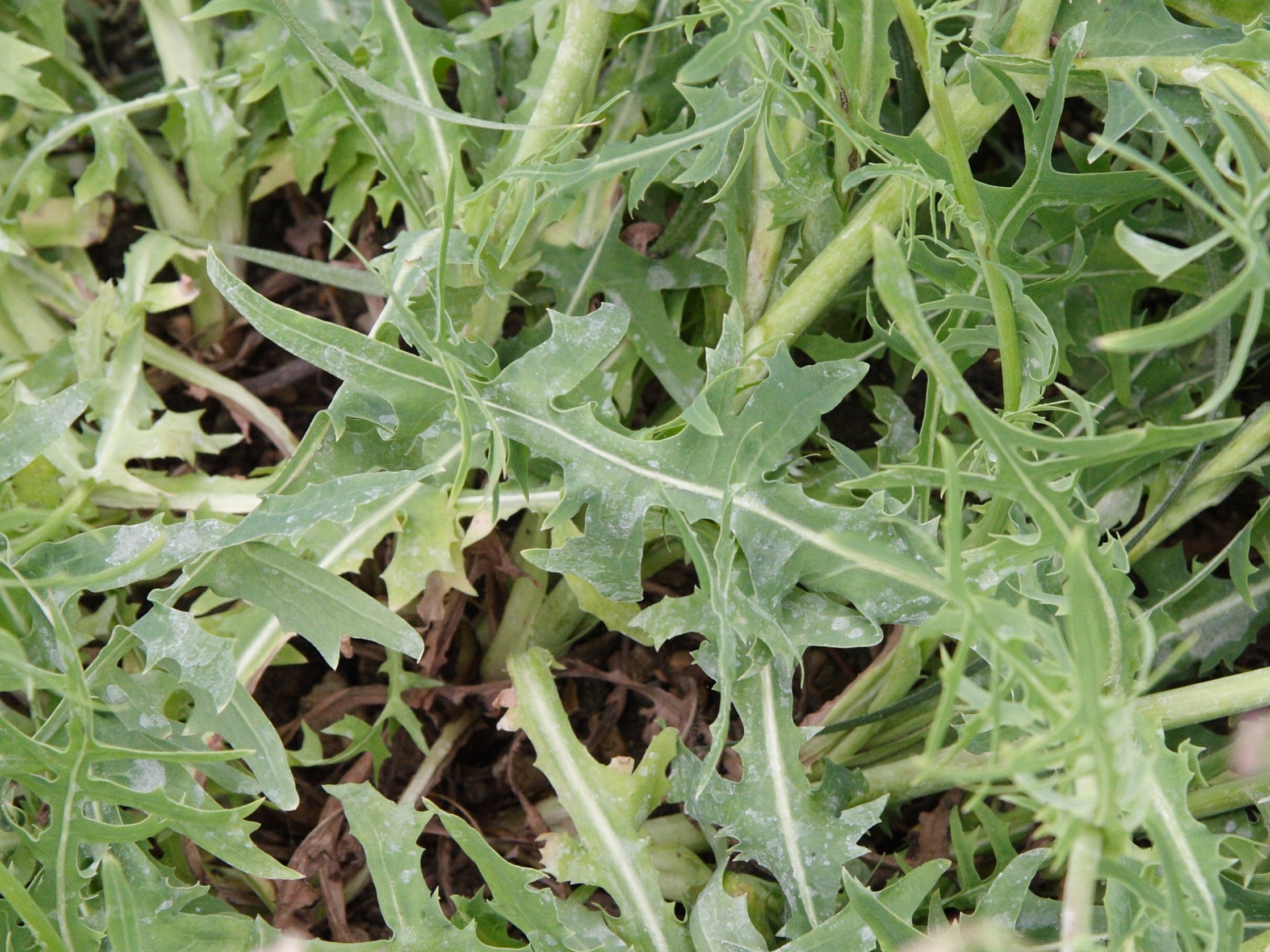 lactuca_perennis3amd