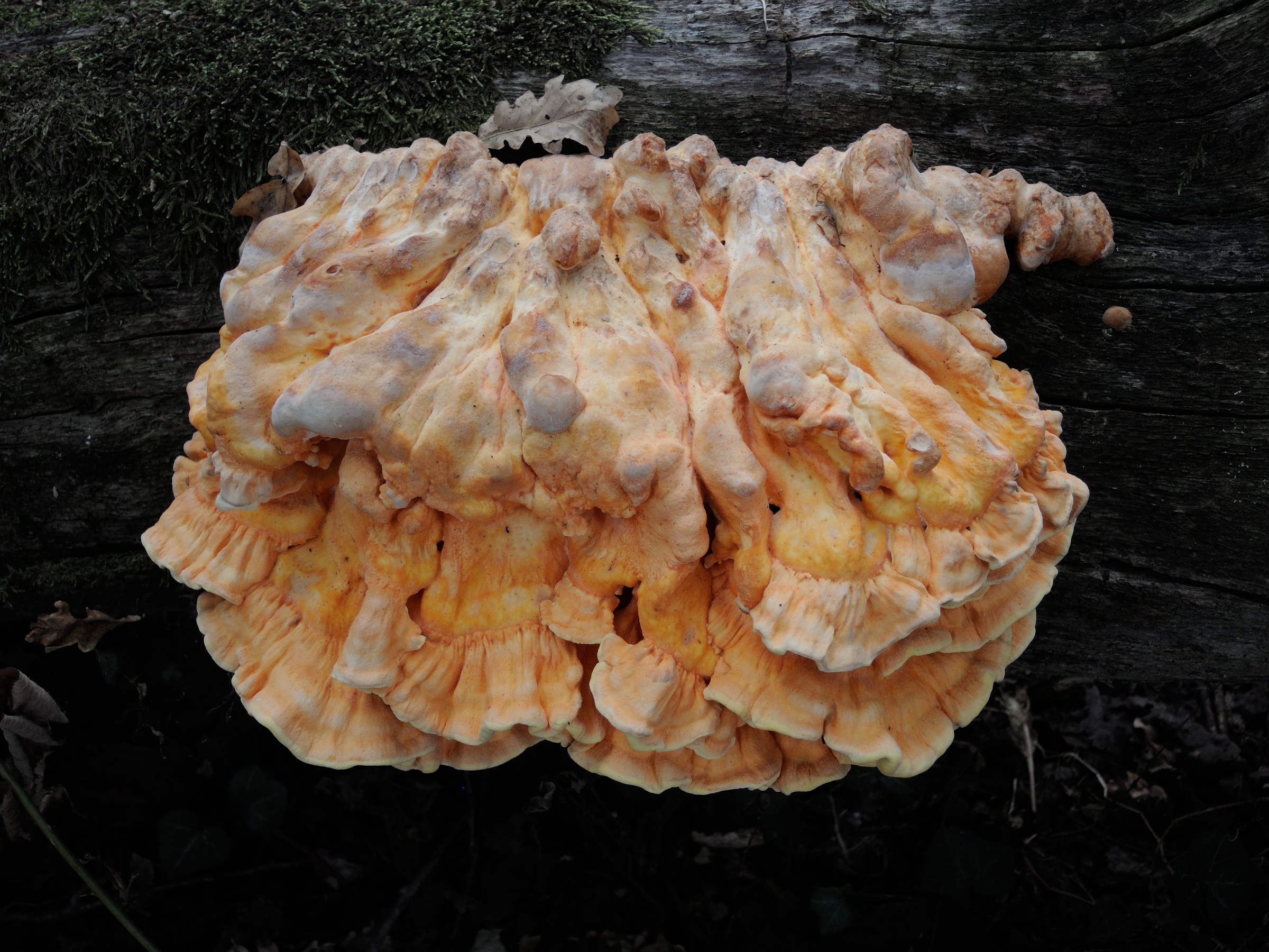 Afficher le média laetiporus_sulphureus6md laetiporus_sulphureus6md