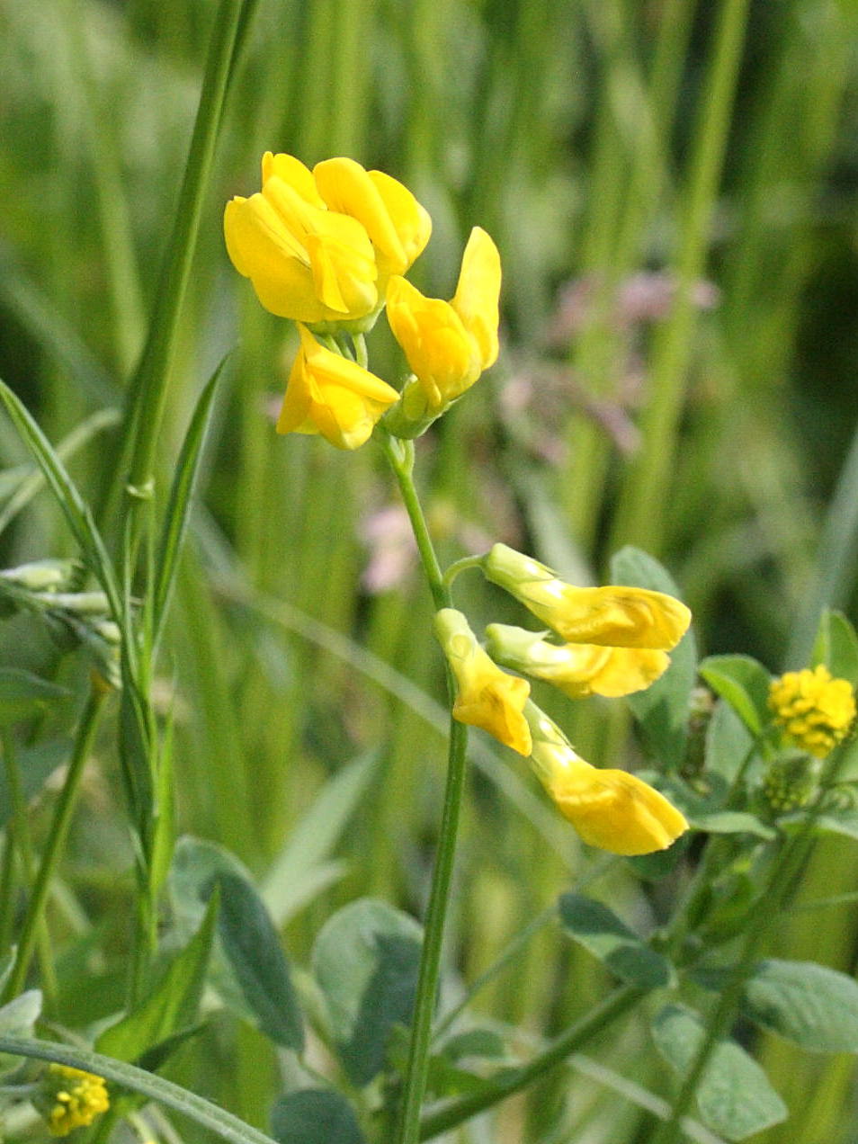 lathyrus_pratensis2md