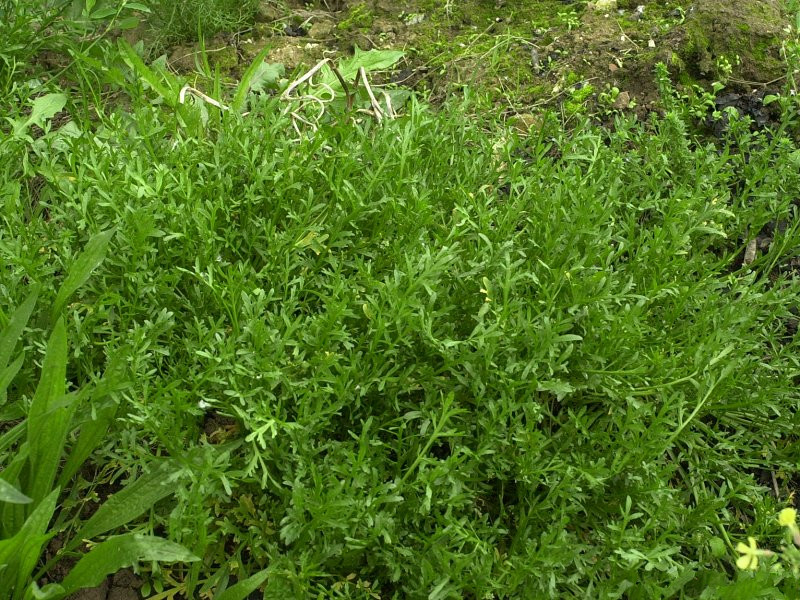 Lepidium_squamatum