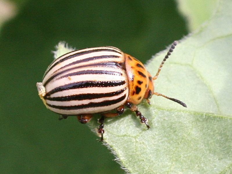 leptinotarsa_decemlineata3md