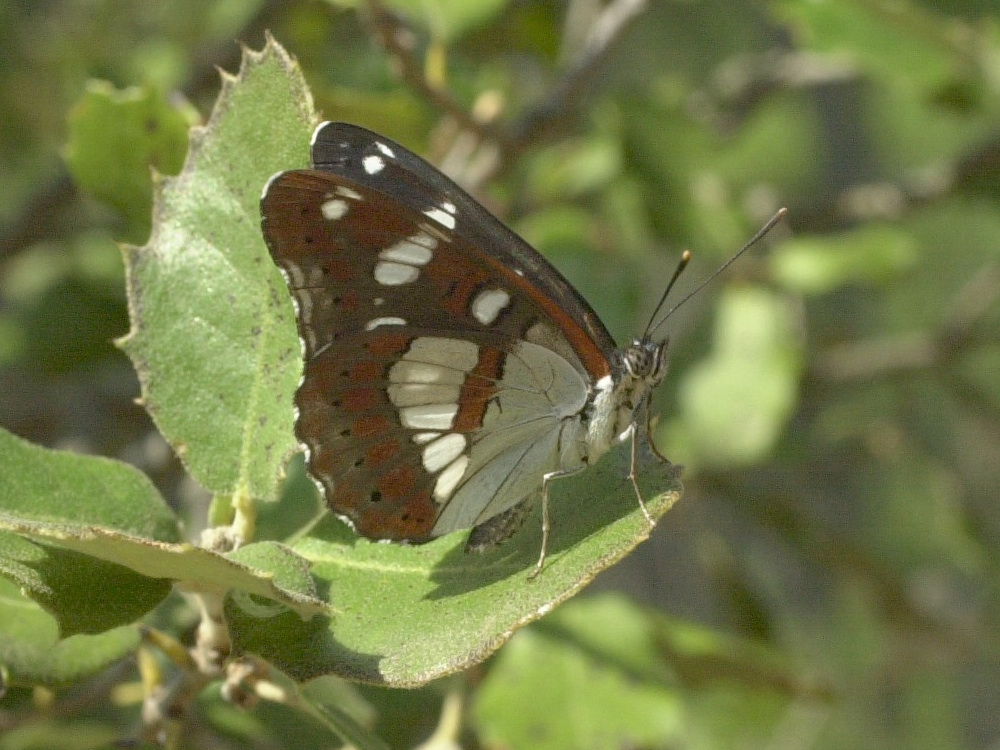 limenitis_reducta3md