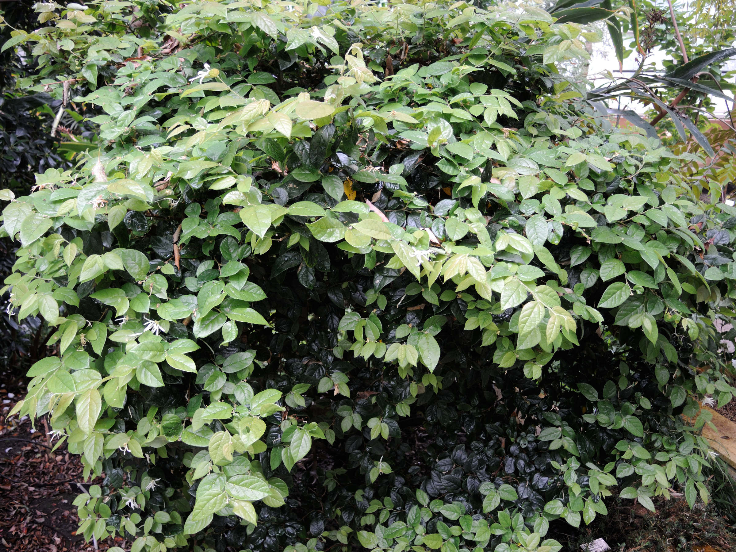 loropetalum_chinense1md