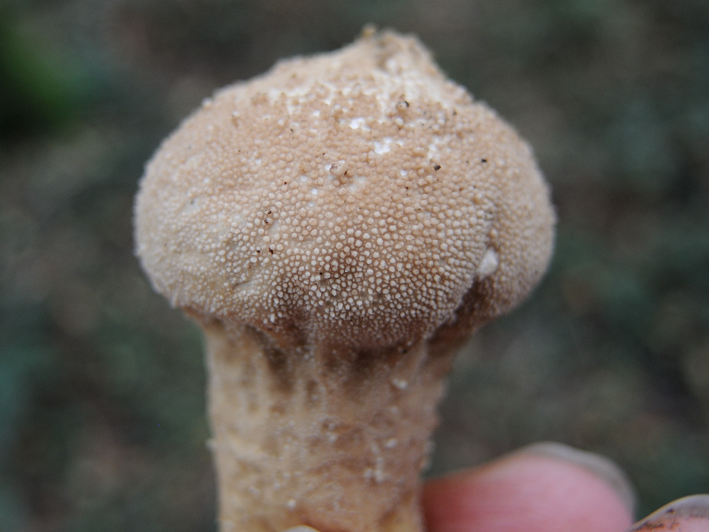 Afficher le média lycoperdon_perlatum4md lycoperdon_perlatum4md