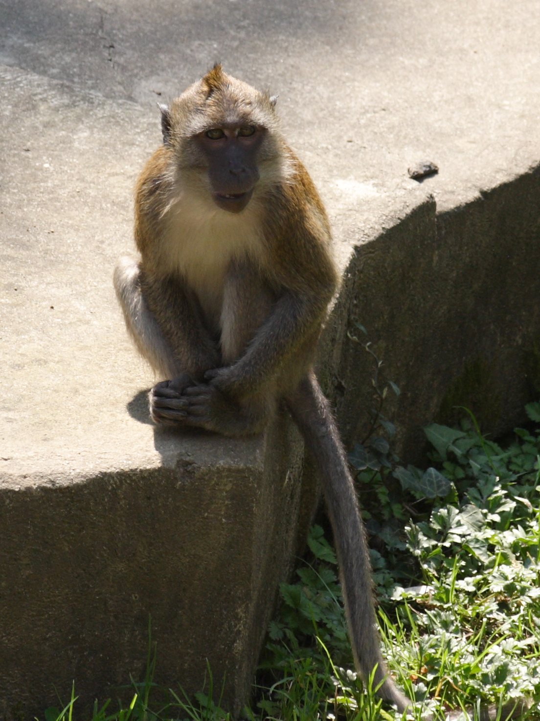 Afficher le média macaca_fascicularis1sd macaca_fascicularis1sd