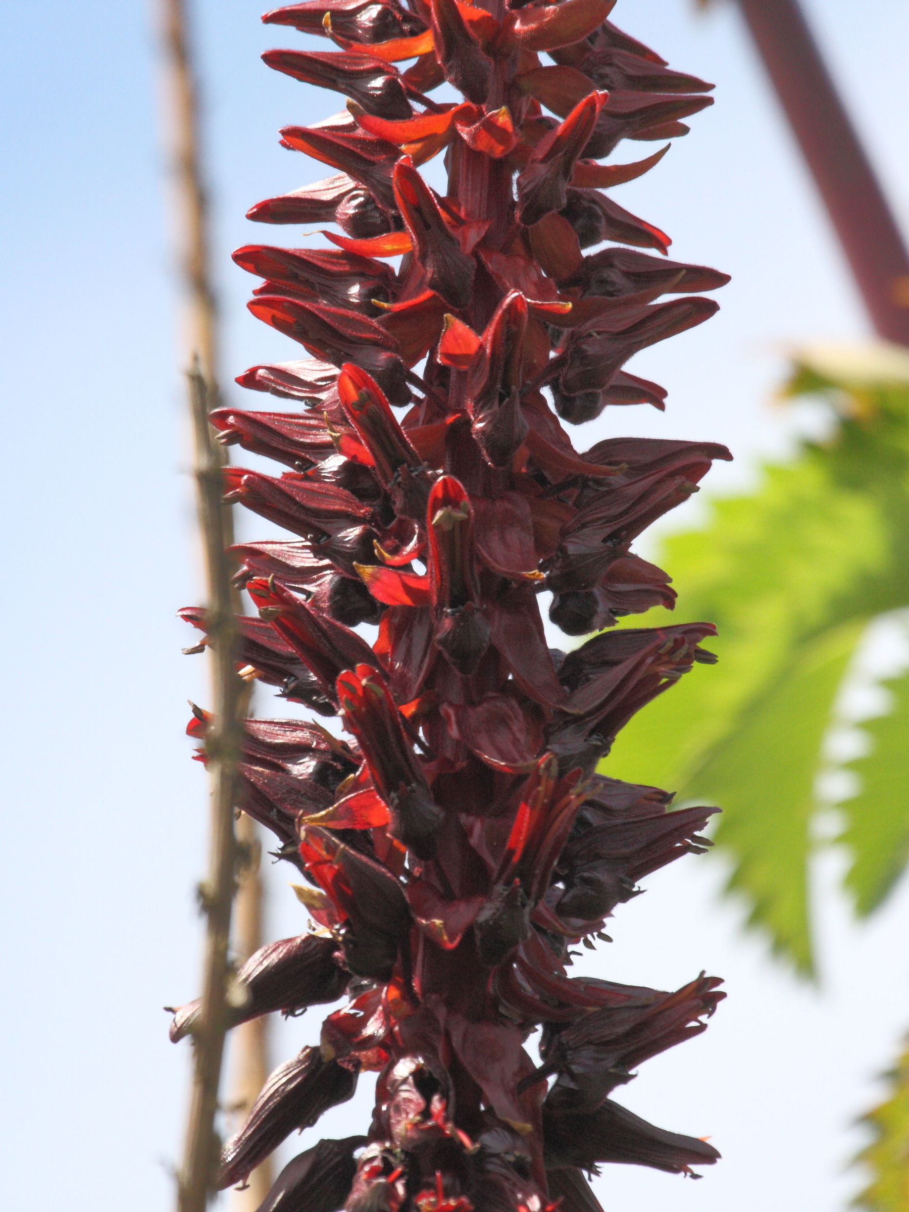 Afficher le média melianthus_major1bd melianthus_major1bd