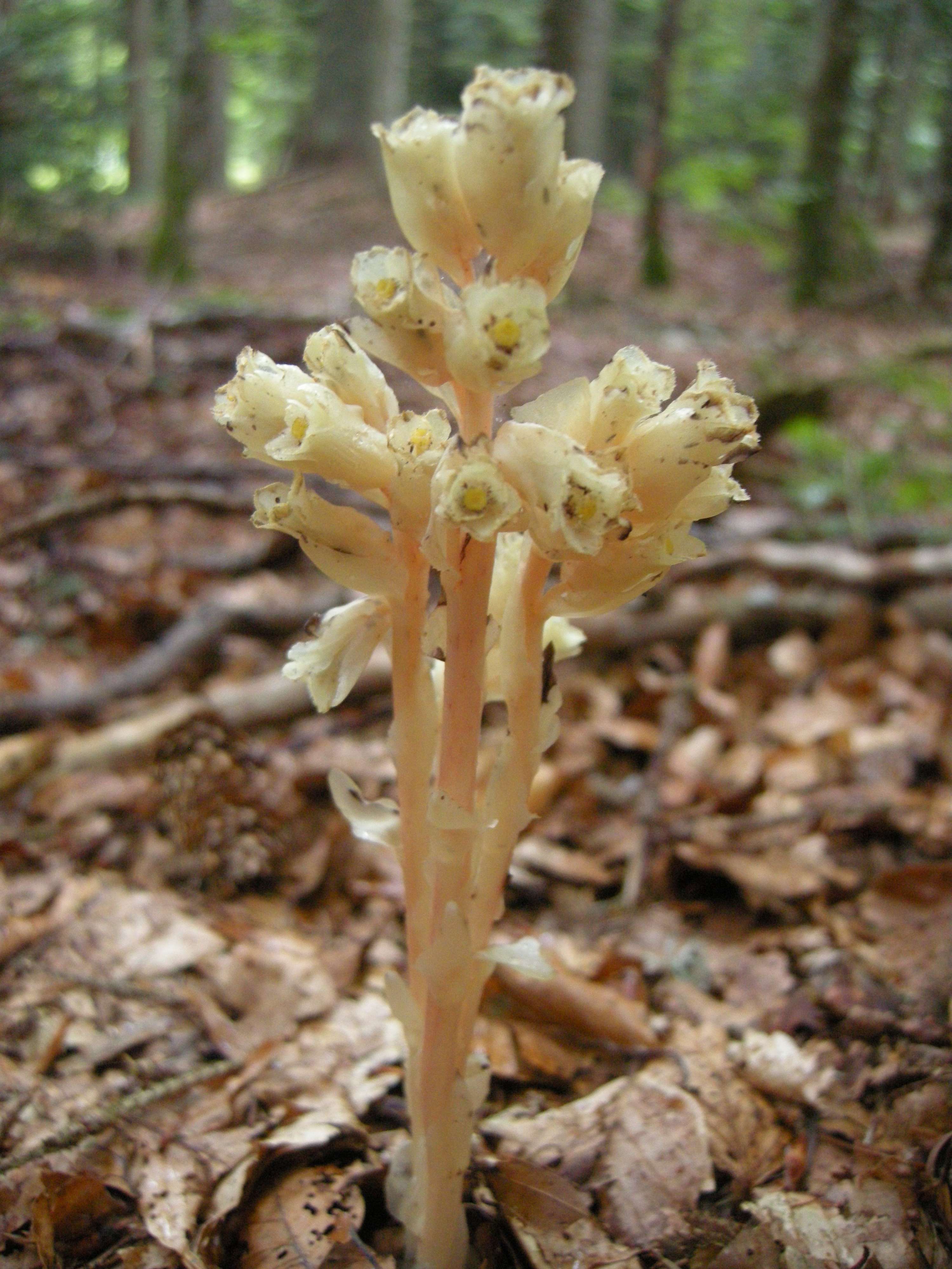 monotropa_hypopitys2md