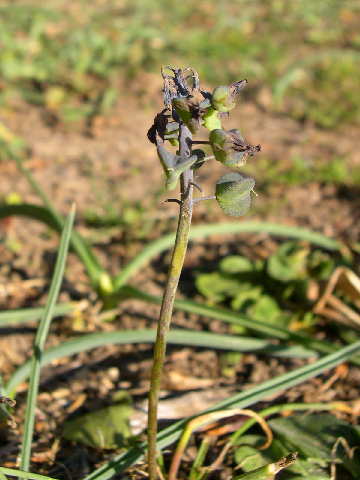 Afficher le média muscari_neglectum3md muscari_neglectum3md