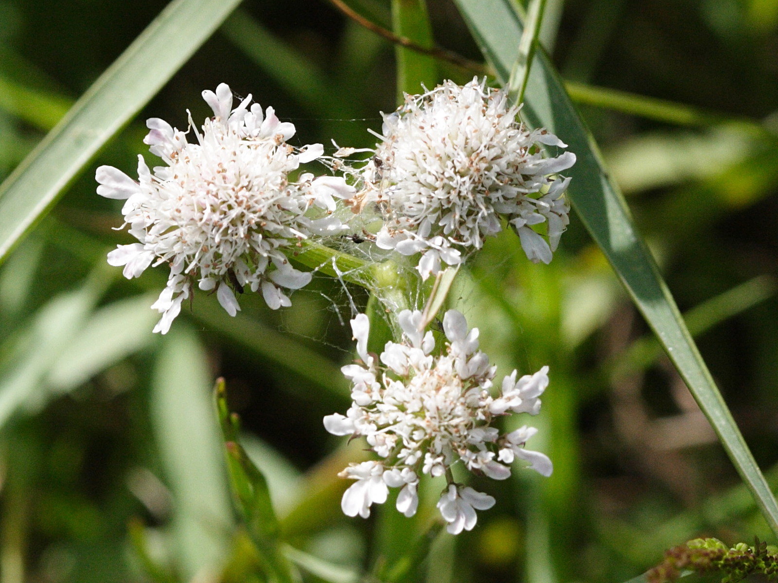 oenanthe_fistulosa3md