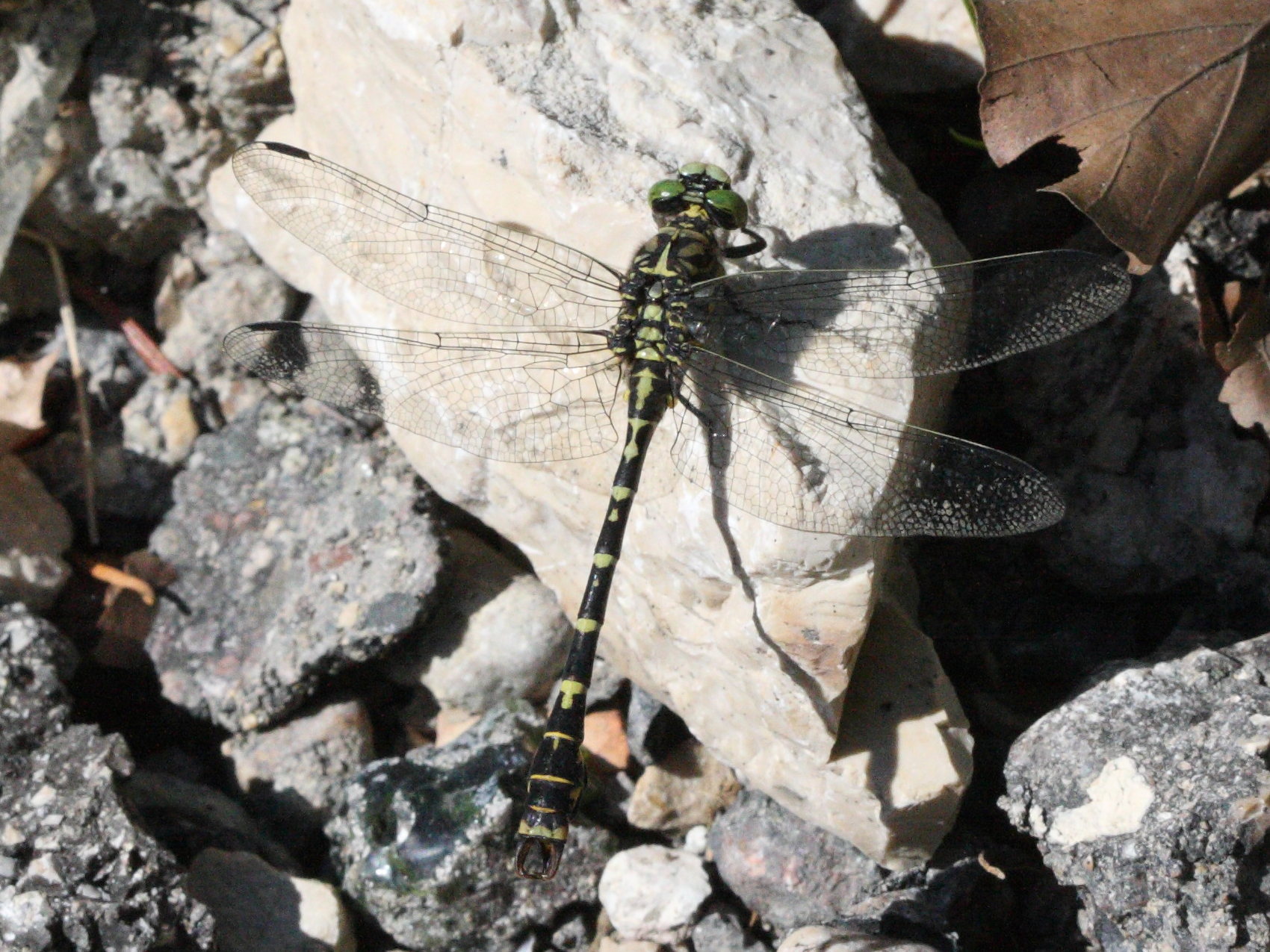 onychogomphus_forcipatus8bd
