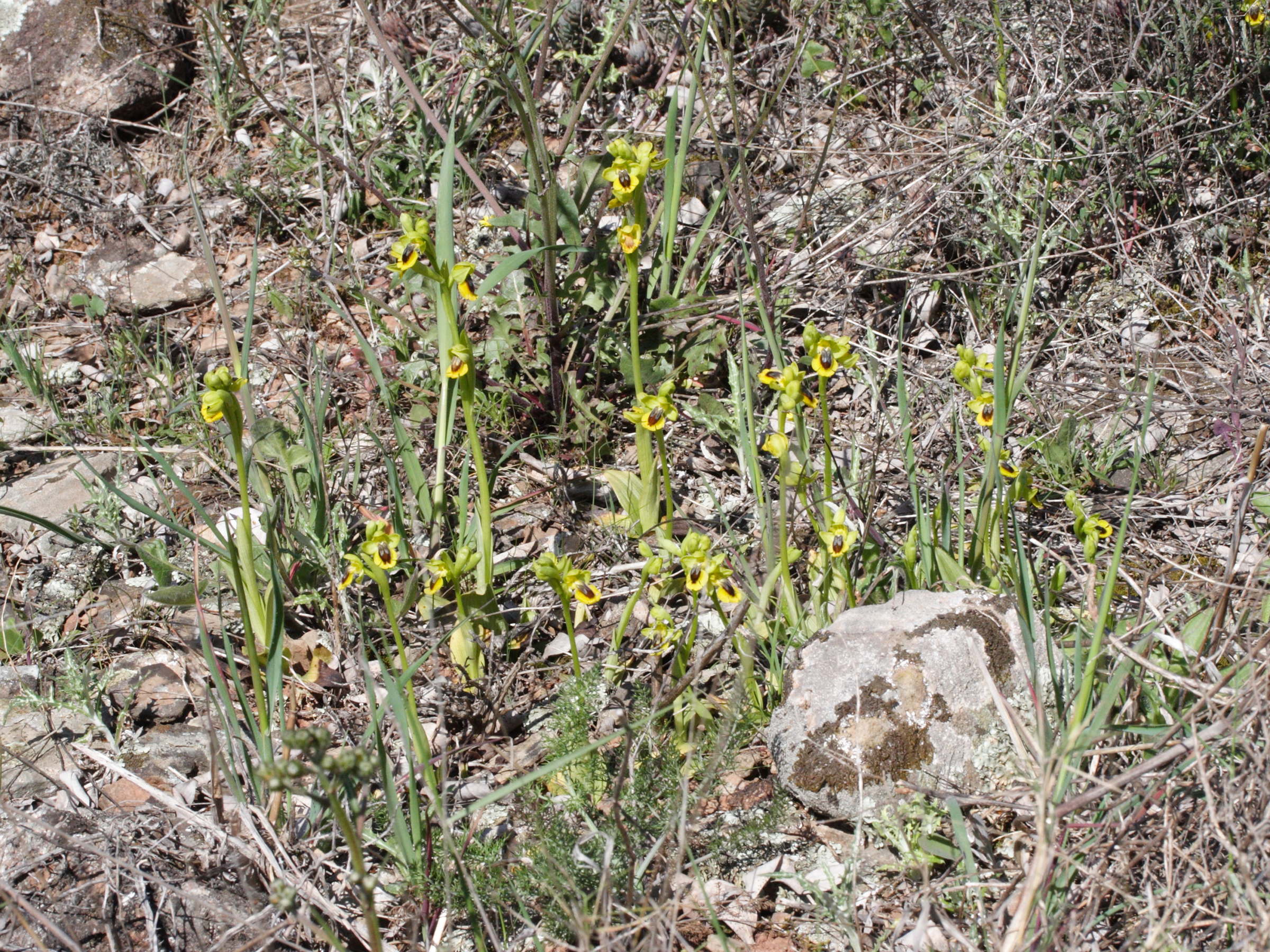 ophrys_lutea3md
