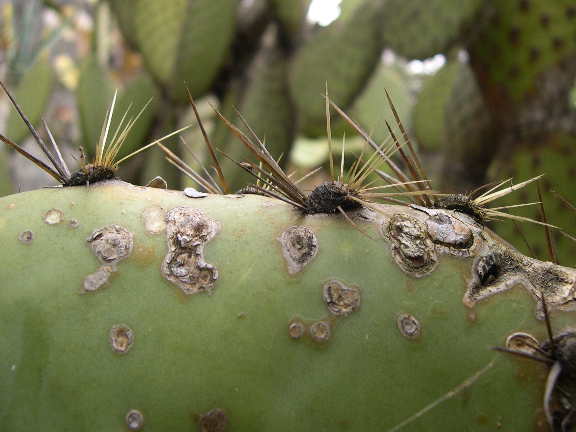 opuntia_robusta2md
