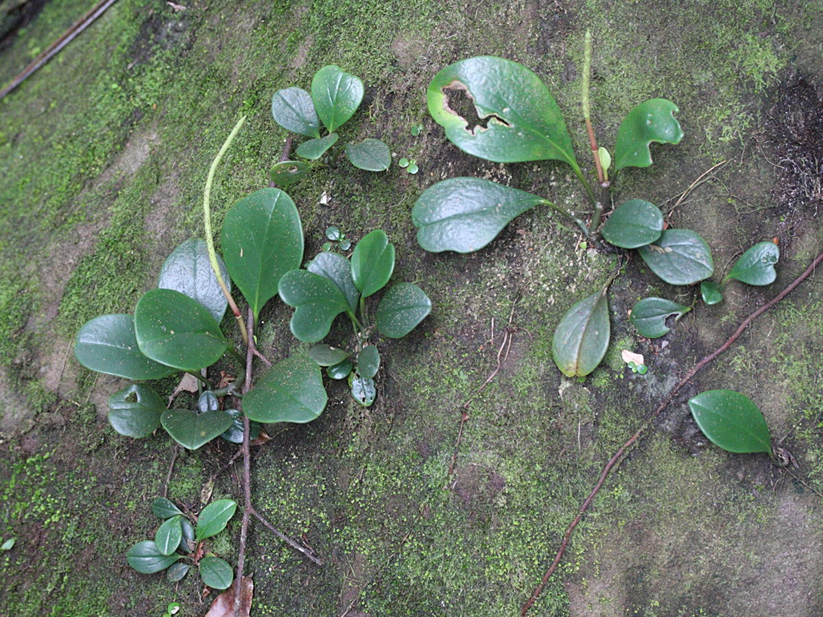 peperomia_obtusifolia1md