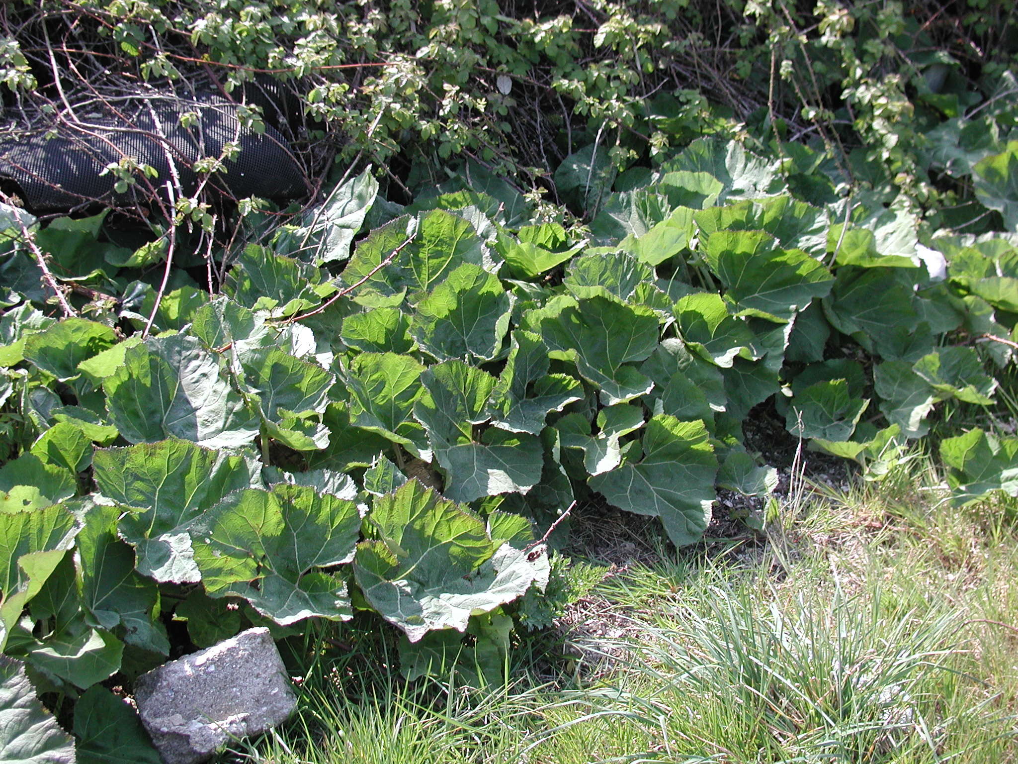 Afficher le média petasites_hybridus4md petasites_hybridus4md