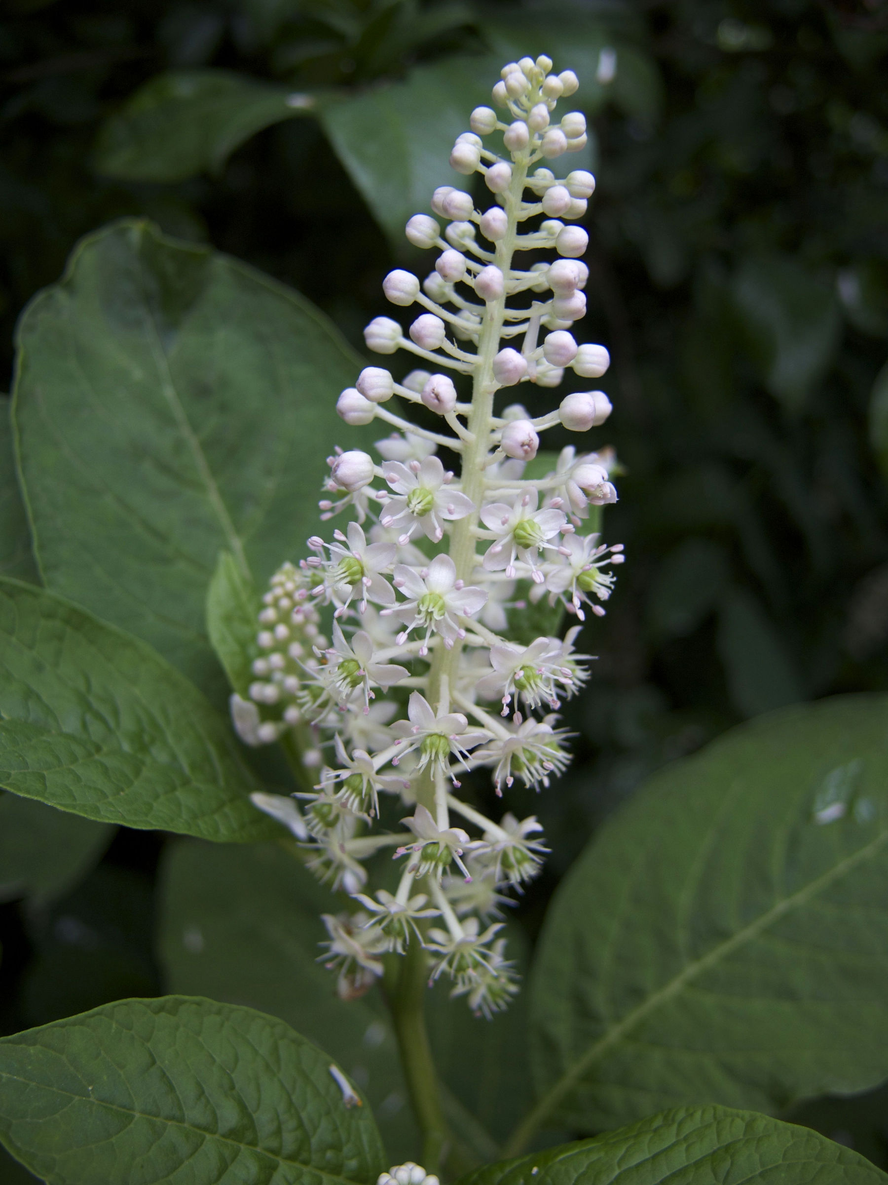 Phytolacca_americana