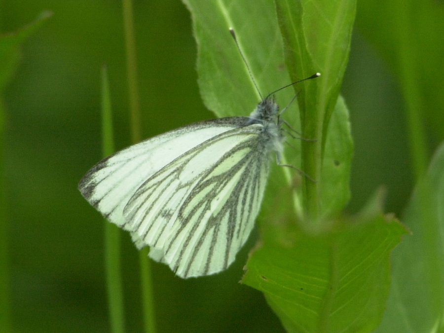 pieris_napi5bd